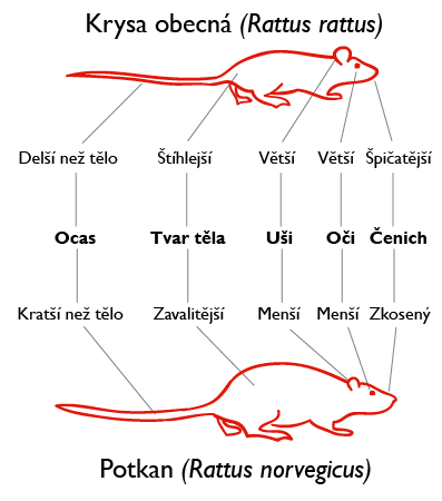 Shrnutí rozdílů mezi krysou (nahoře) a potkanem (dole), obr. Wikimedia Commons, autor Karim-Pierre Maalej, přeložil Packa, CC BY-SA 3.0.