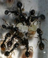 Mravenci Temnothorax longispinosus trhají kuklu mravence Protomognathus americanus, foto  Alexandra Achenbach/Johannes Gutenberg University Mainz