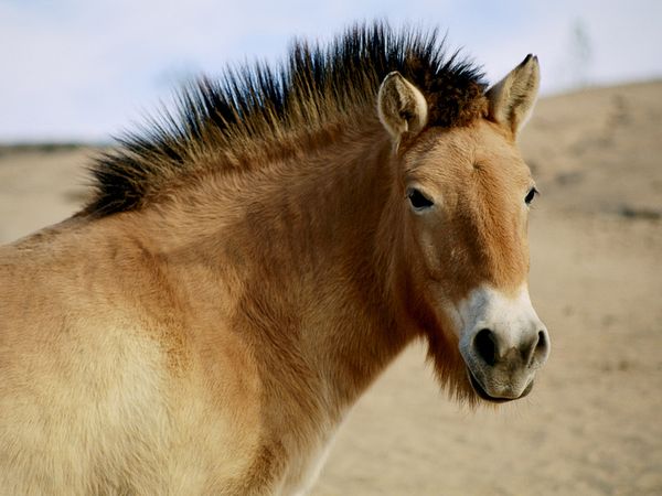 Kůň Převalského Equus przewalskii