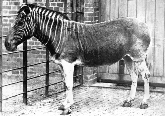 Klasická fotografie zebry kvaga, kterou pořídil Frederick York roku 1870 v londýnské Regent's Park zoo.