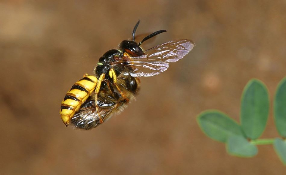 Samice květoliba včelího Philanthus triangulum odnáší omámenou včelu do hnízda, foto Gudrun Herzner.