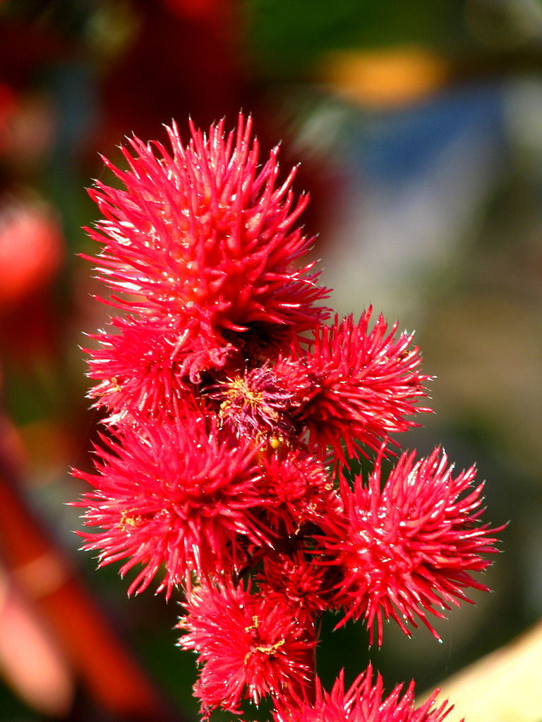Květ skočce obecného (Ricinus communis) z čeledi pryšcovitých, foto Roland zh, upload on 18. Oktober 2008, CC BY-SA 3.0, https://creativecommons.org/licenses/by-sa/3.0, via Wikimedia Commons.