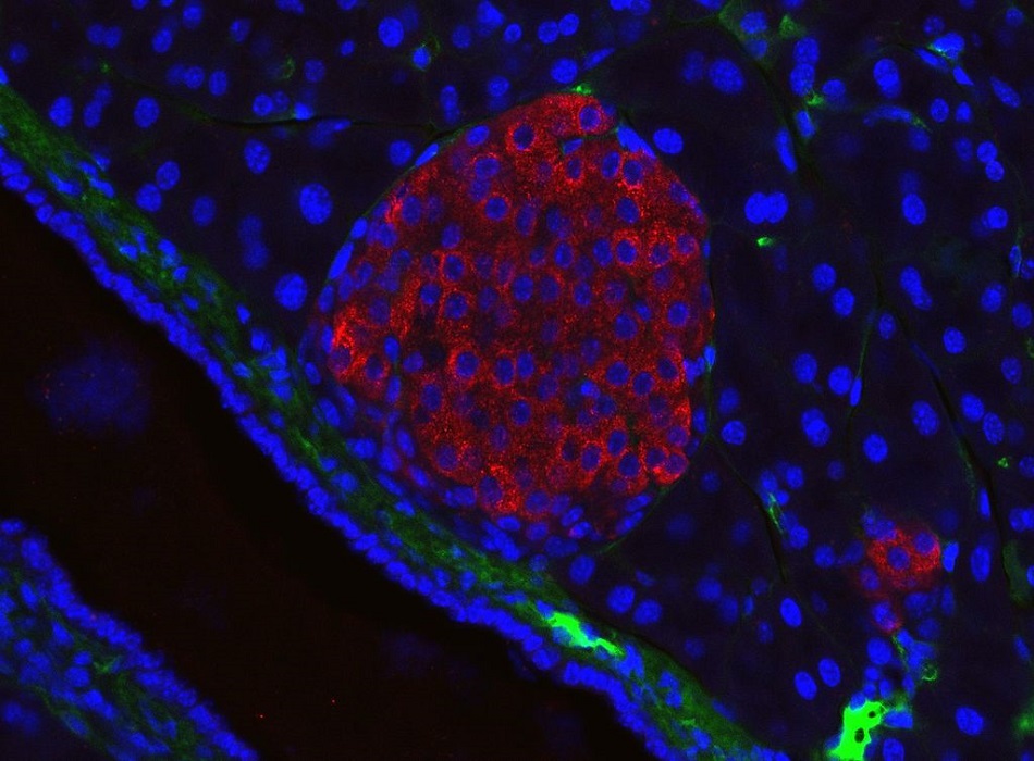 Červeně fluoreskující protilátky navázané na inzulin vyznačují polohu Langerhansova ostrůvku v pankreatu myši. Nachází se v typické poloze poblíž cévy. Modře svítí buněčná jádra. Langerhansovy ostrůvky tvoří jen 1,5% slinivky, foto Jakob Suckale, CC BY-SA 3.0, https://creativecommons.org/licenses/by-sa/3.0, via Wikimedia Commons.