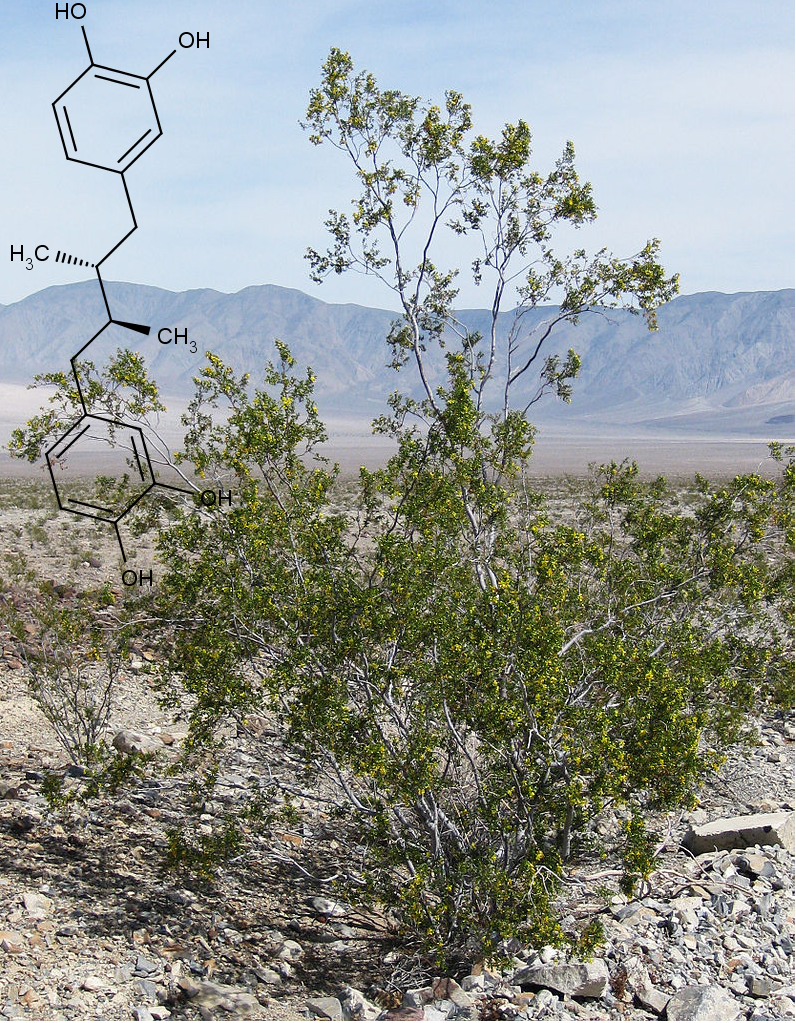 Larea trojzubá v Údolí smrti (foto Dcrjsr (Own work) [CC BY 4.0 (http://creativecommons.org/licenses/by/4.0)], via Wikimedia Commons). Vlevo nahoře chemická struktura kyseliny nordihydroguaiaretové.