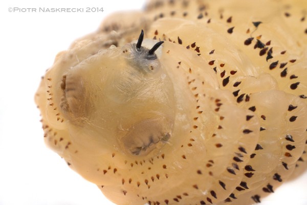 dospělá larva střečka Dermatobia hominis, foto Piotr Naskrecki