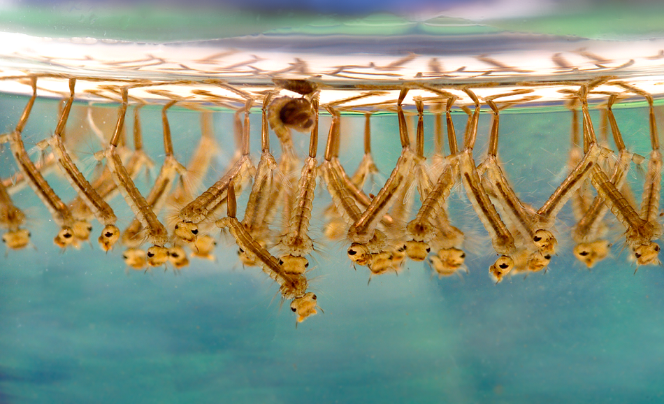 Larvy komára rodu Culex (foto James Gathany, CDC via Wikimedia Commons).