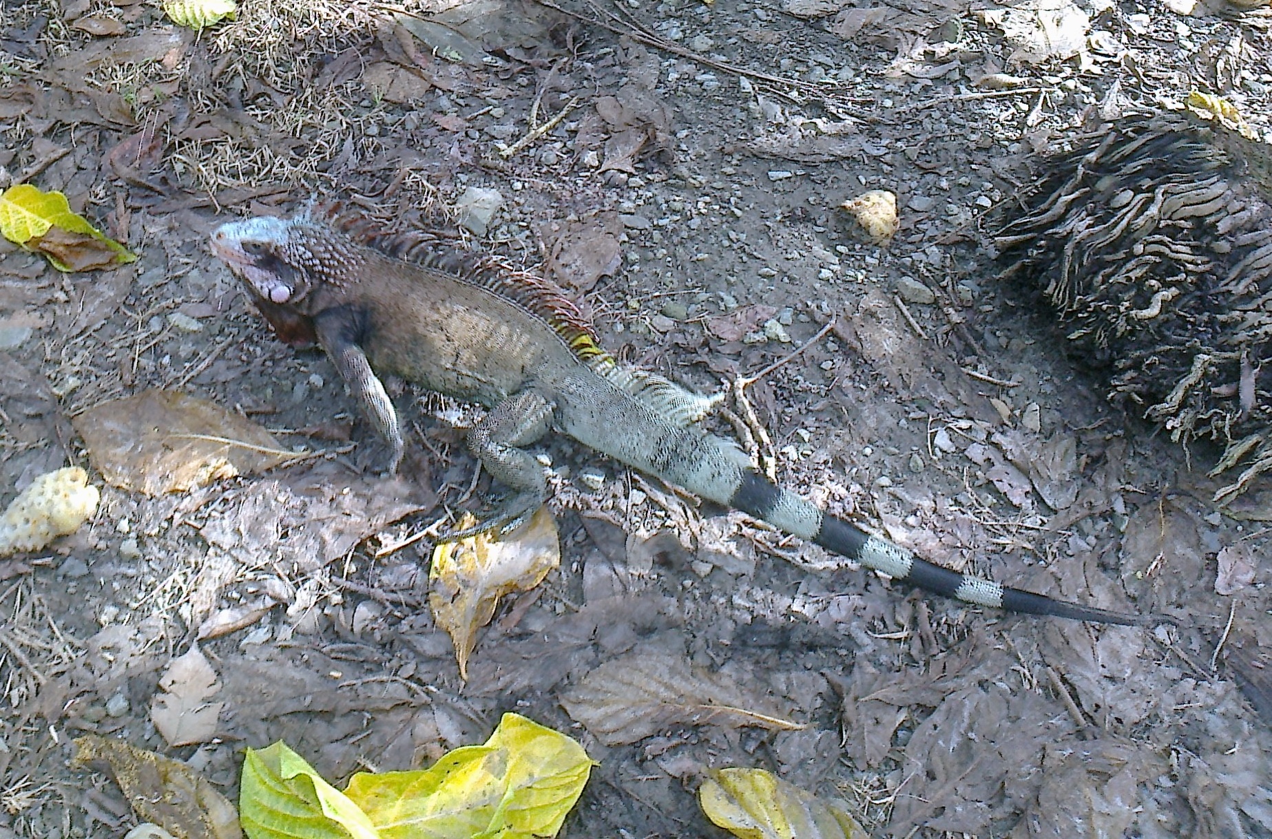Leguán zelený (Iguana iguana), Panenské ostrovy, ostrov St.John, Cinnamon Bay, listopad 2012.