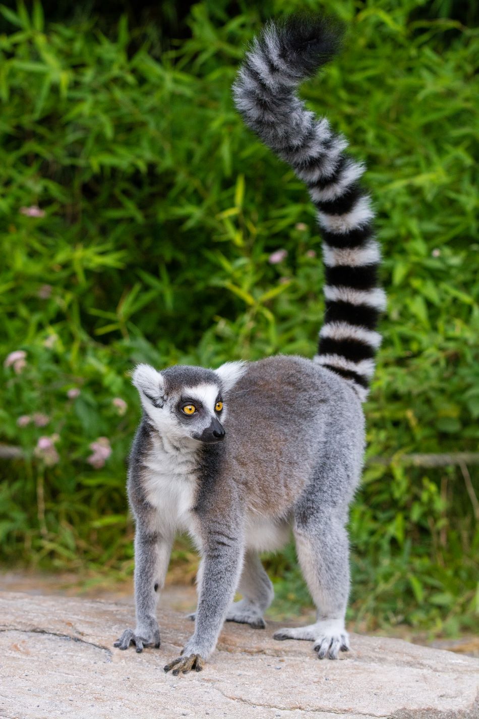 Lemur kata žije pouze na jihu Madagaskaru, foto Mathias Appel/CC0, https://commons.wikimedia.org/wiki/File:Lemur_(36254433134).jpg, https://creativecommons.org/publicdomain/zero/1.0/deed.en.