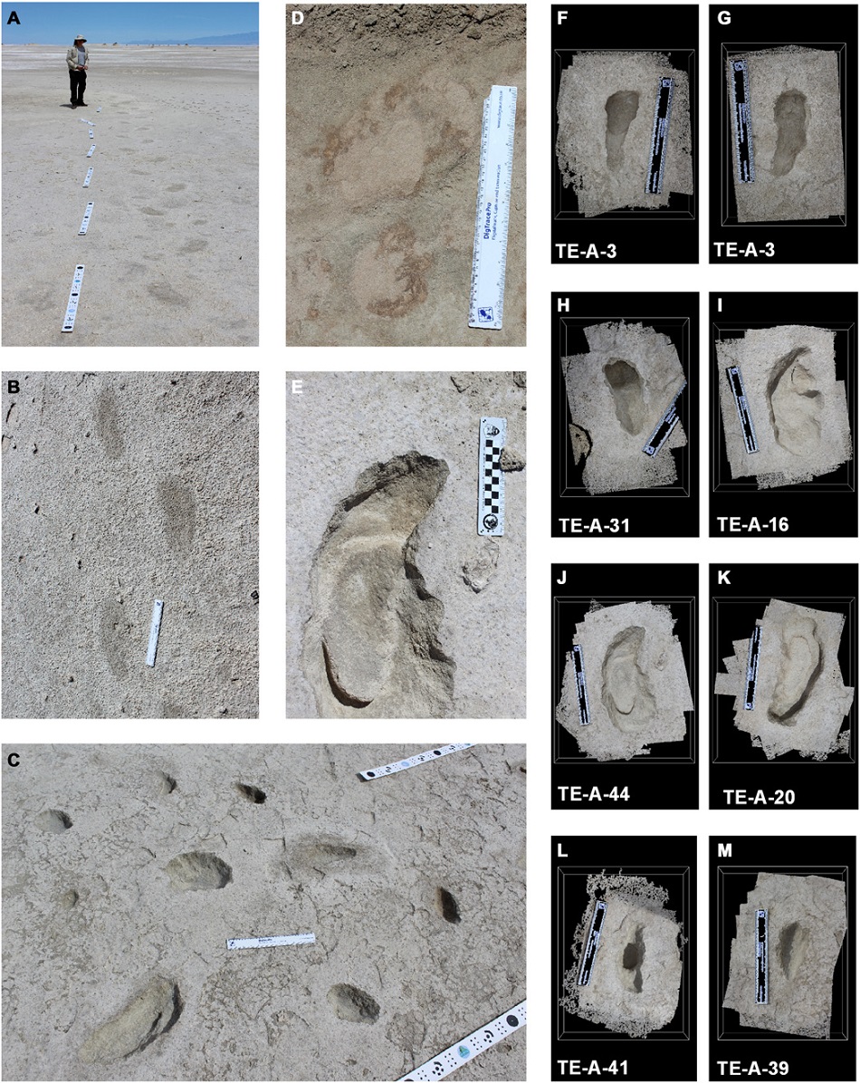Lidské a lenochodí stopy lovu ve White Sands. Na obr. E, J a K vidíme otisk lidského chodidla ve stopě lenochoda, na obr. L a M otisky jeho drápů (D.Bustos et al., Footprints preserve terminal Pleistocene hunt? Human-sloth interactions in North America, Science Advances  25 Apr 2018: Vol. 4, no. 4, eaar7621, DOI: 10.1126/sciadv.aar7621).