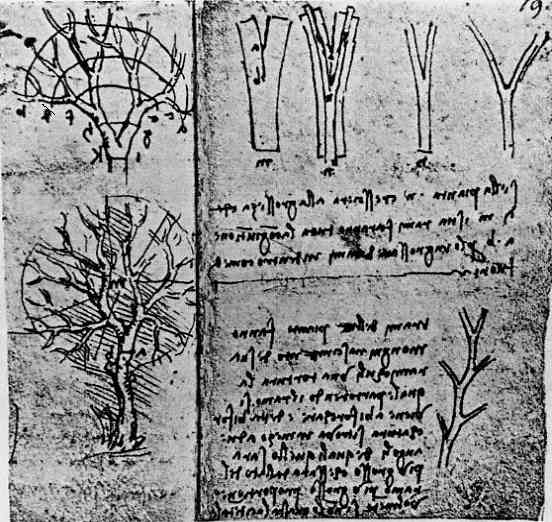 Leonardovy původní poznámky popisující větvení stromů.