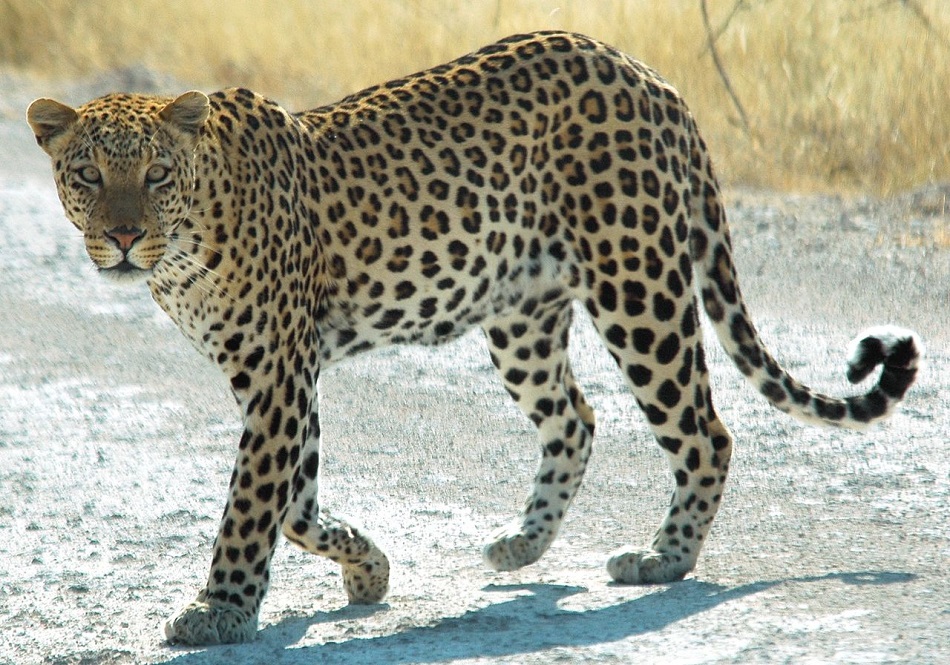 Levhart skvrnitý, poddruh levhart africký (Panthera pardus pardus), Národní park Etosha, Namibie, foto Patrick Giraud, edited to fix white balance, CC BY 2.5, https://creativecommons.org/licenses/by/2.5, via  Wikimedia Commons.