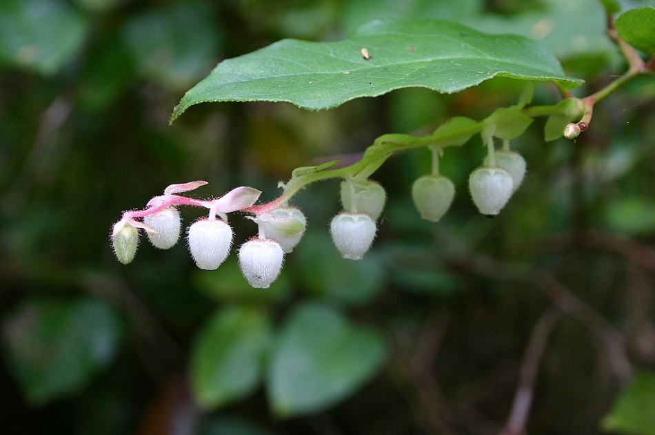 Květ libavky shallon (Gaultheria shallon), foto Wing-Chi Poon, CC BY-SA 2.5, https://creativecommons.org/licenses/by-sa/2.5, via Wikimedia Commons.