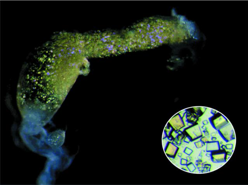 Krystalky bílkoviny Lili-Mip ve střevě švábí nymfy na snímku polarizačního mikroskopu, vpravo dole zvětšené krystalky samotné (foto S.Banerjee et al., Structure of a heterogeneous, glycosylated, lipid-bound, in vivo-grown protein crystal at atomic resolution from the viviparous cockroach Diploptera punctata, IUCrJ vol.3, Part 4, July 2016, 282-293, ISSN: 2052-2525, doi:10.1107/S2052252516008903).