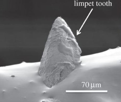 Snímek zoubku přílipky pořízený rastrovacím elektronovým mikroskopem, obr. Barber AH, Lu D, Pugno NM., 2015 Extreme strength observed in limpet teeth. J. R. Soc. Interface 12: 20141326. http://dx.doi.org/10.1098/rsif.2014.1326