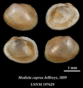 Měkkýš Lissarca miliaris, bílá úsečka v pravém dolní části obrázku je 1 mm dlouhá. Pojmenování Modiola cuprea uvedené na obrázku je starším jménem Lissarcy miliaris. Foto Smithsonian Institution, National Museum of Natural History.