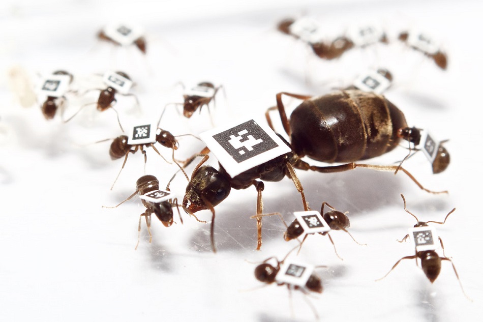 Mravenci obecní Lasius Niger s nalepenými hrudními identifikačními štítky s QR kódem, foto Timothée Brütsch.