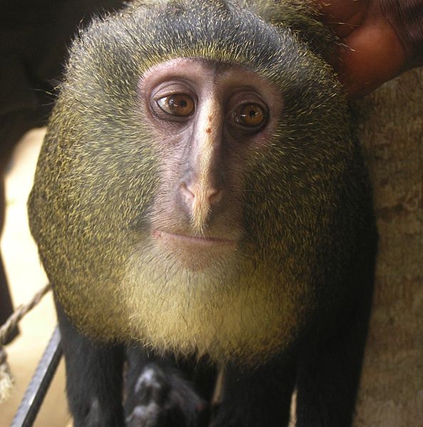 Samec opice Cercopithecus lomamiensis, foto John A. Hart via wikimedia, licence  Creative Commons Attribution 2.5 Generic