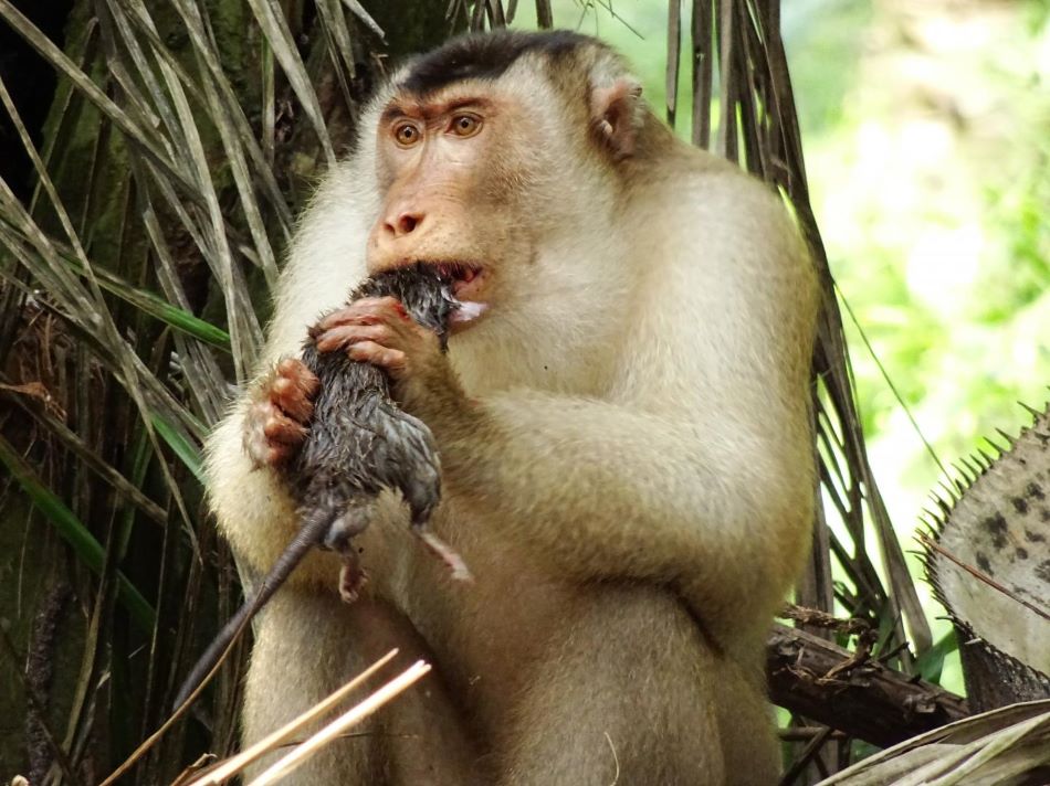 Dospělý samec makaka vepřího požírá ulovenou krysu na palmové plantáži, foto Anna Holzner.