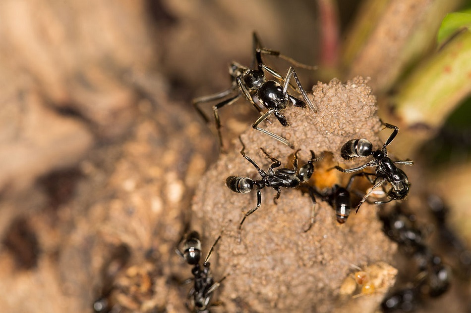 Mravenci M.analis prorážející díru do termitiště (ETF89 (Own work) [CC BY-SA 4.0 (http://creativecommons.org/licenses/by-sa/4.0)], via Wikimedia Commons).
