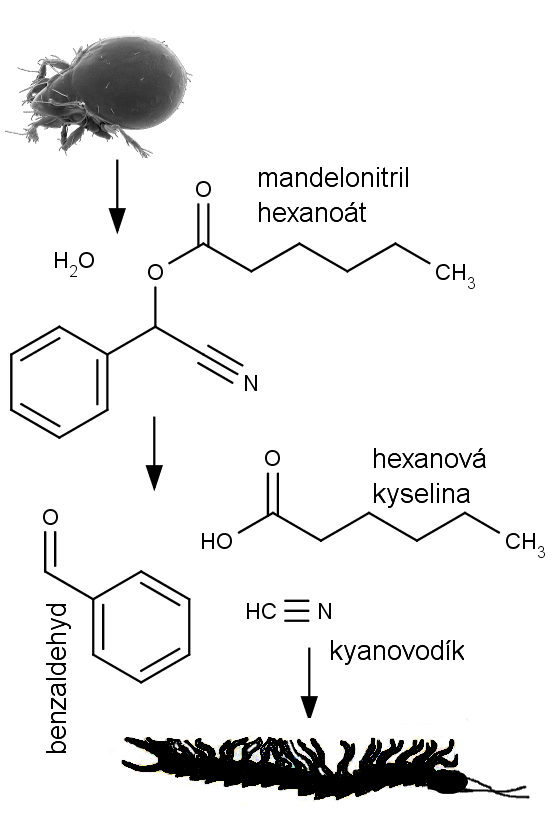 Hydrolýza mandelonitril hexanoátu na kyanovodík, kyselinu hexanovou (kapronovou) a benzaldehyd.