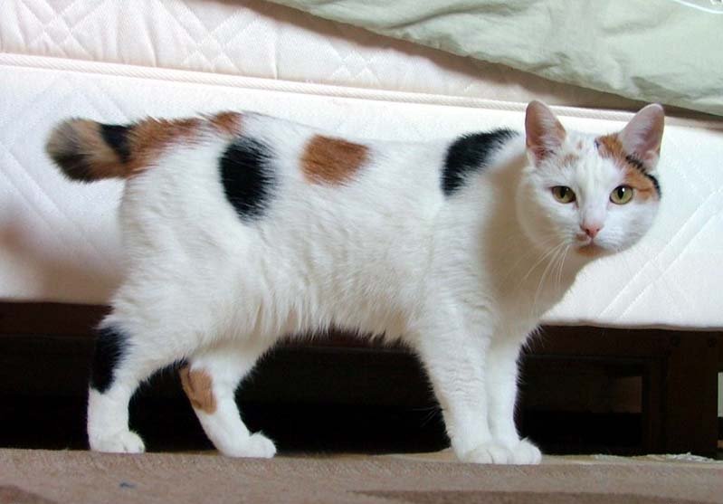 Manská kočka, též zvaná manx, CC BY-SA 2.0, (https://commons.wikimedia.org/w/index.php?curid=629573).