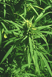 Cannabis indica - konopí indické.