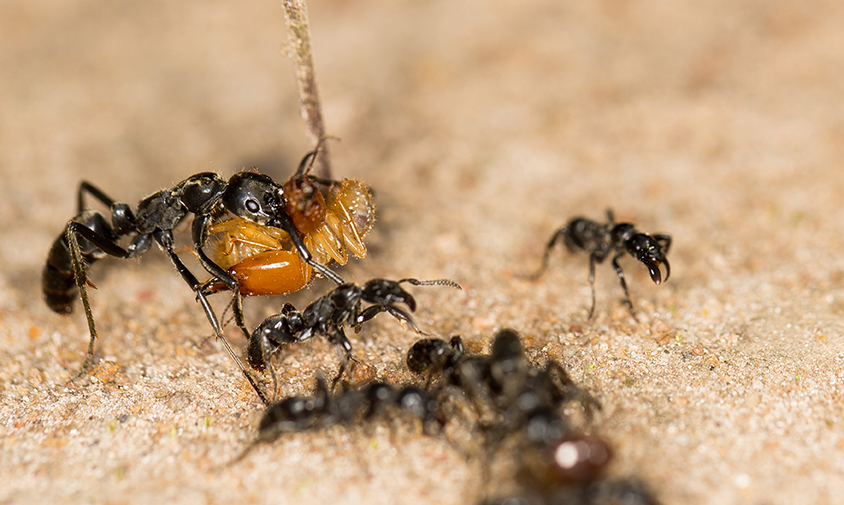 Šťastný návrat z výpravy. Mravenci M.analis nesou uloveného termita do mraveniště, foto Erik Frank.