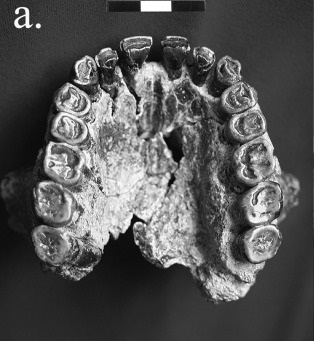 Zkoumaná horní  čelist z proslulého naleziště v Olduvaiské rokli v severní Tanzanii  (foto David Frayer (University of Kansas, Lawrence) et al., Journal of Human Evolution, Volume 100, November 2016, Pages 65–72, doi: 10.1016/j.jhevol.2016.07.002).