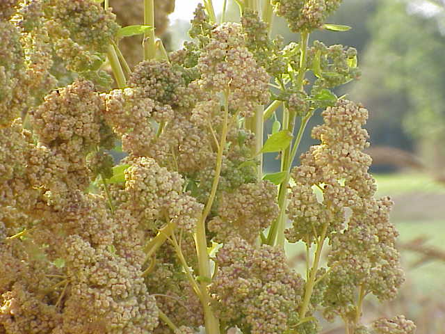 Merlík chilský (Chenopodium quinoa), foto Kurt Stueber (www.biolib.de), CC-BY-SA-3.0 (http://creativecommons.org/licenses/by-sa/3.0/), via Wikimedia Commons.