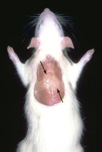Hnědá tuková tkáň myši, foto University of Cincinnati.