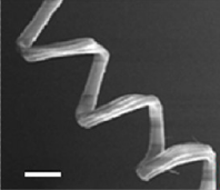 Snímek plavidélka pořízený rastrovacím elektronovým mikroskopem, délka bílé úsečky je 5 mikrometrů (Nano Lett. 2014, 14, 305-310).