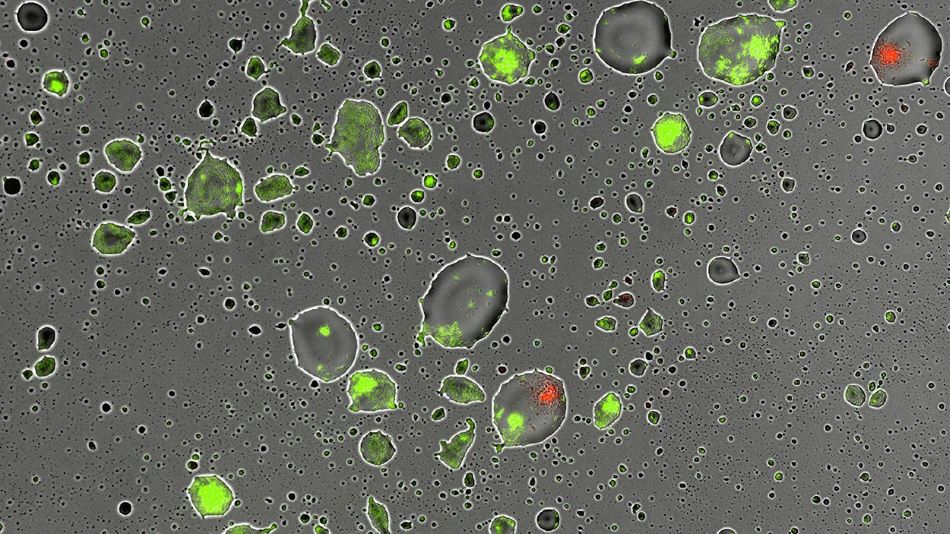 Mikrokapičky na povrchu listu s obarvenými bakteriemi Pseudomonas putida. Zeleně obarvené jsou živé, červené jsou mrtvé, s poškozenými buněčnými stěnami, obr. eLife 2019;8:e48508 doi: 10.7554/eLife.48508.