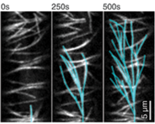Mikroskopický snímek části buňky huseníčku rolního (Arabidopsis thaliana ) s modře označenými mikrotubuly po osvícení modrým světlem po 250 a 500 sekundách. Bílá úsečka vpravo dole je 5 mikrometrů dlouhá (Science 6 December 2013: Vol. 342 no. 6163, DOI: 10.1126/science.1245533).