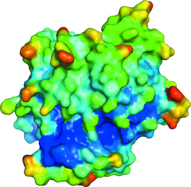 Vzhled molekuly bílkoviny MLP (J.Newman et al., Structural characterization of a novel monotreme-specific protein with antimicrobial activity from the milk of the platypus, STRUCTURAL BIOLOGY COMMUNICATIONS, Volume 74, Part 1, January 2018| Pages 39-45, https://doi.org/10.1107/S2053230X17017708)