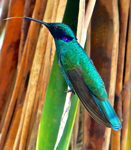 sameček kolibříka modrolícího (Colibri coruscans), Finca El Colibri Gorriazul, Fusagasuga, Kolumbie, foto Kristiina Hurme Photo