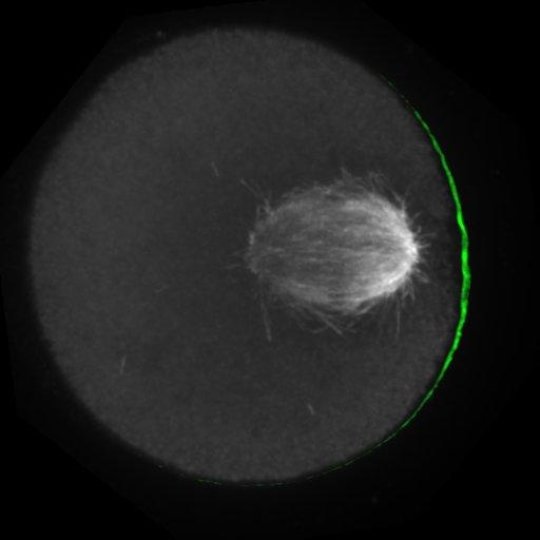 Myší buňky na počátku meiózy  (foto University of Pennsylvania). Polarizovaná membrána je vyznačena zeleně. Mikrotubuly tvořící dělící vřeténko (angl. spindle) jsou světle šedé až bílé.