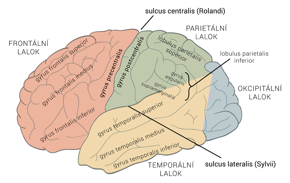 Boční pohled na mozkovou kůru. Prefrontální kůru najdeme v oblasti označené gyrus (závit) frontales, http://www.cnsonline.cz/