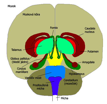 Tvar a poloha amygdaly na horizontálním řezu lidským mozkem (Wikimedia Commons).
