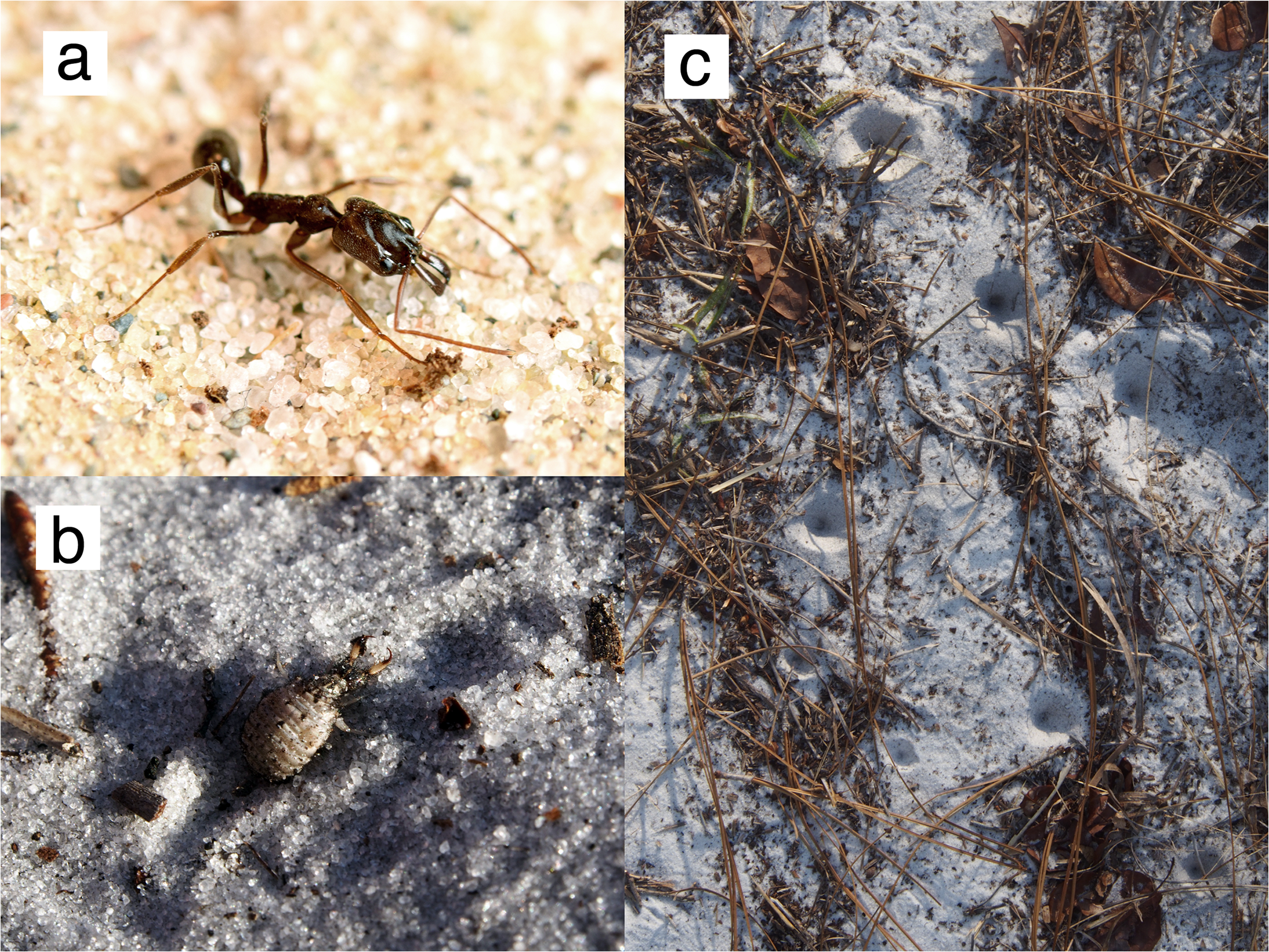 Vlevo nahoře dělnice mravence Odontomachus brunneus (a), pod ní larva mravkolva Myrmeleon (b) a vpravo její pasti na mravence (c) v písku (obr. Larabee FJ, Suarez AV (2015) Mandible-Powered Escape Jumps in Trap-Jaw Ants Increase Survival Rates during Predator-Prey Encounters. PLoS ONE 10(5): e0124871. doi:10.1371/journal.pone.0124871).