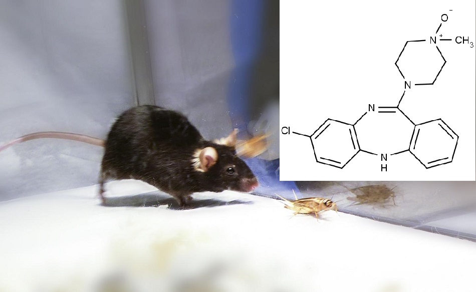 Myš lovící cvrčka po působení klozapin-N-oxidu  (foto Ivan de Araujo). Jeho chemická struktura leží v pravém horním rohu.