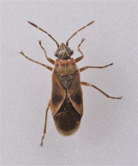 nový druh hmyzu v Londýně? (foto Natural History Museum)