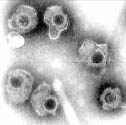 Infekční viriony lidského cytomegaloviru