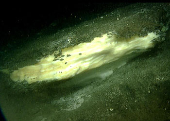 Obnažený hydratovaný methan z mořského dna u pobřeží Britské Kolumbie. Protože není čistě bílý, ale lehce žlutohnědý, můžeme usoudit, že obsahuje i stopy vyšších uhlovodíků (foto MBARI)