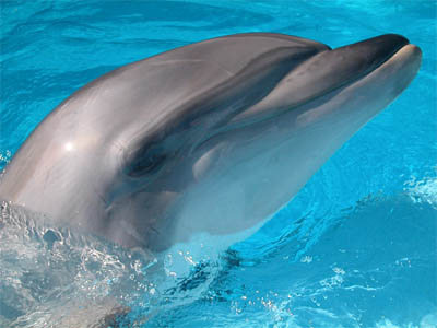 Delfín skákavý je nejrozšířenějším druhem delfína