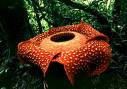 kvetoucí Rafflesia arnoldi
