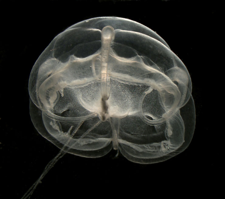 Medúza rodu Narco  (foto Census of Marine Life)