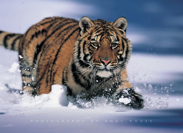 Tygr sibiřský, největší z tygrů. Nejmenším je tygr sumatránský