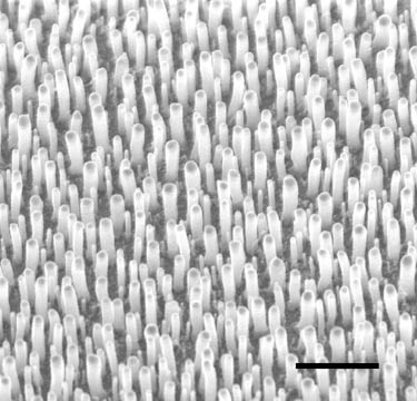 Anténa pro světlo tvořená uhlíkovými nanotrubičkami. Úsečka v pravém dolním rohu je dlouhá 1 mikrometr (foto Yang Wang)