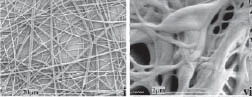 Porovnání pavučinových vláken před (vlevo) a po spojení se klastry oxidu křemičitého (vpravo). Foto PNAS.