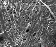 Snímek vodivých celulózových vláken  pořízený rastrovacím elektronovým mikroskopem. Foto IOP Publishing.